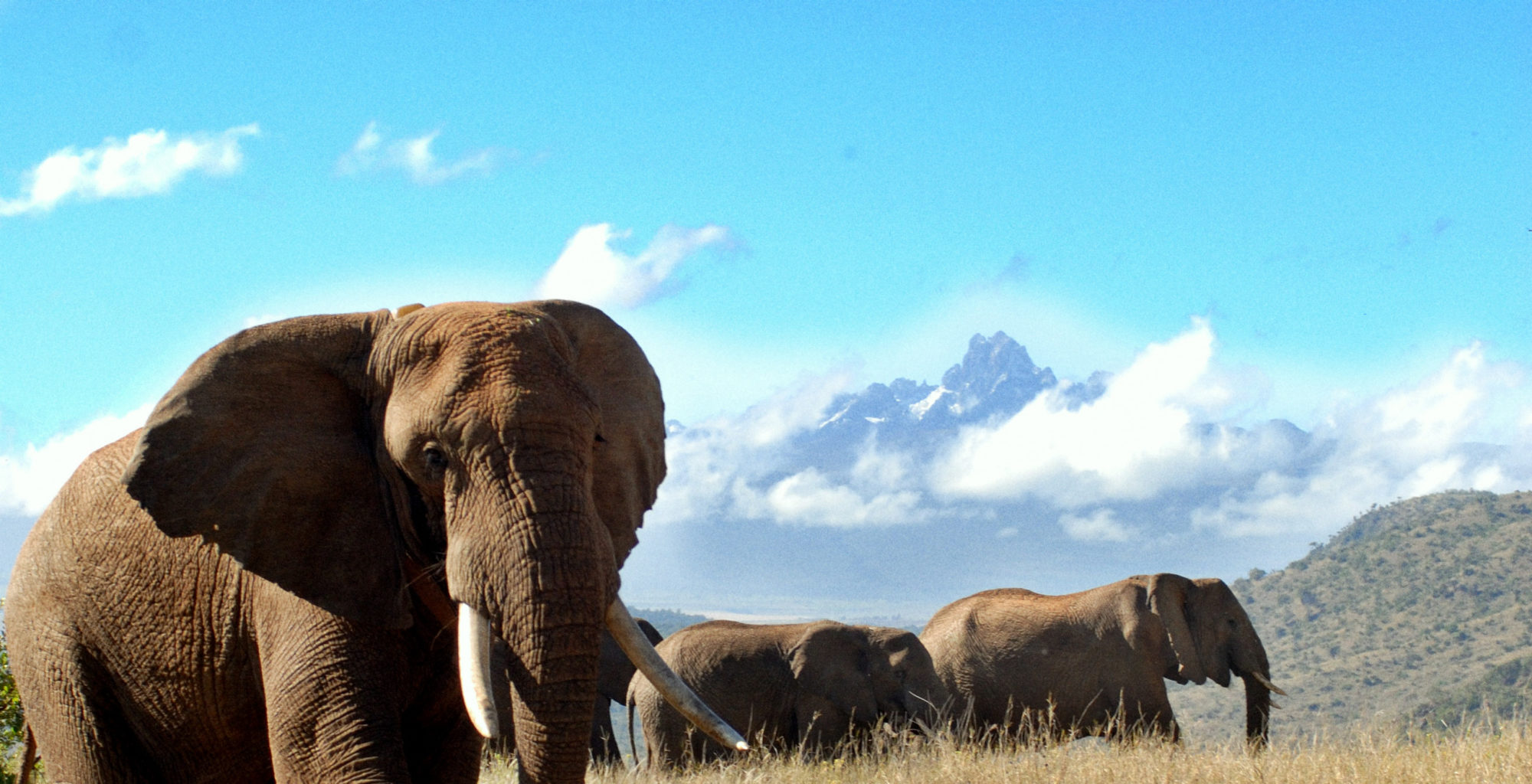 Watching Elephants Kenya