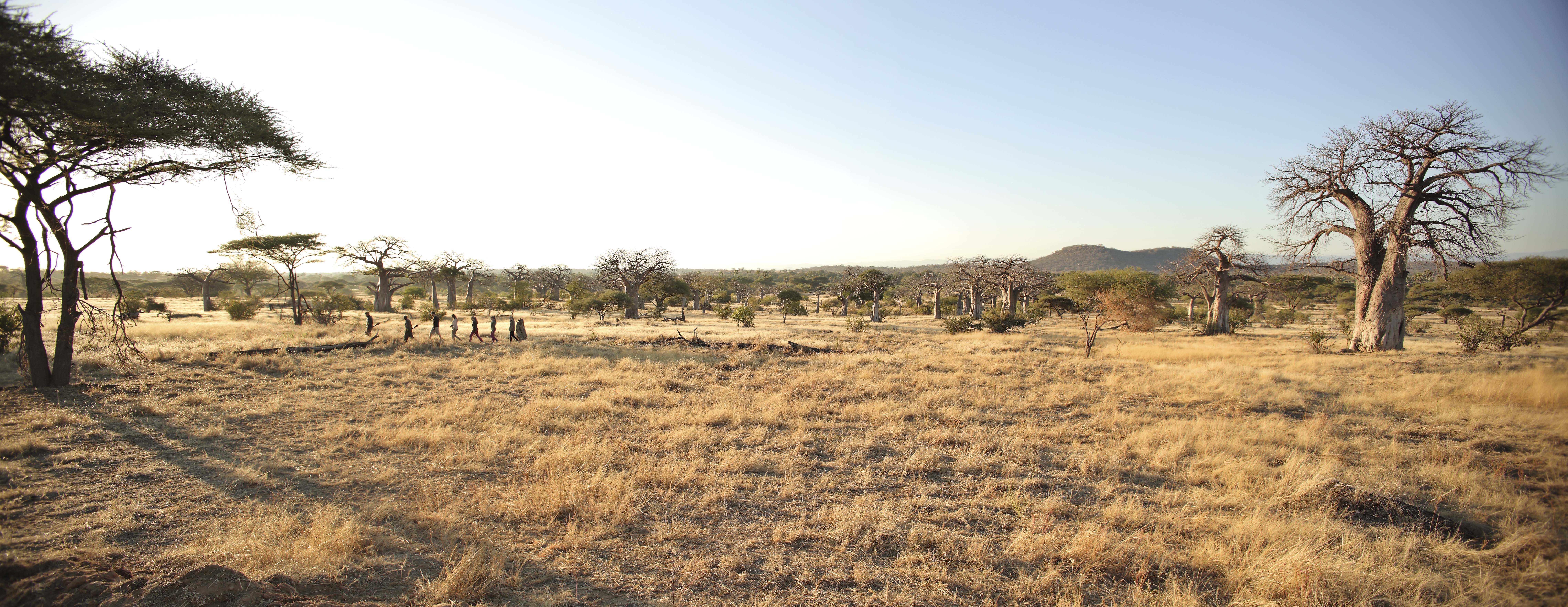 Walking the wilds of Ruaha