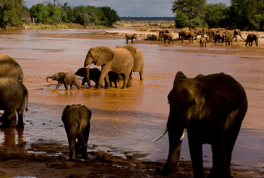 Watching-Elephants-Kenya