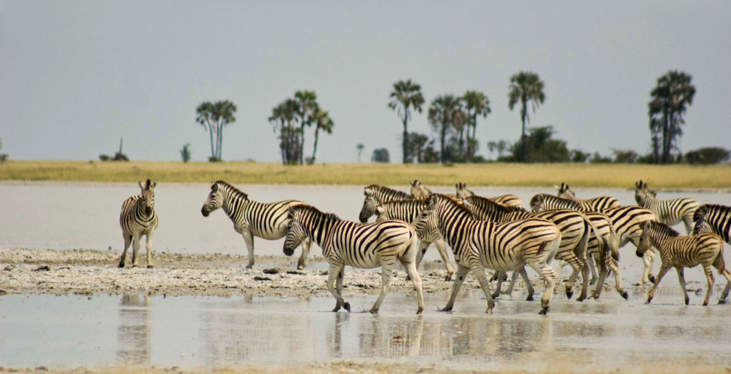 Zebras-Magkadigkadi
