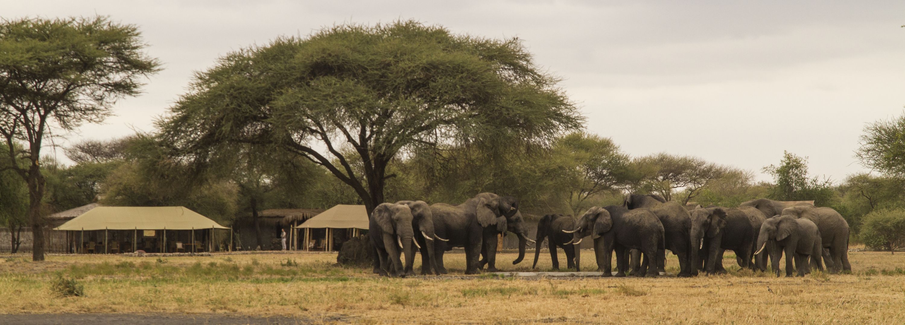 Big Wildlife Trek Tarangire Cheetah