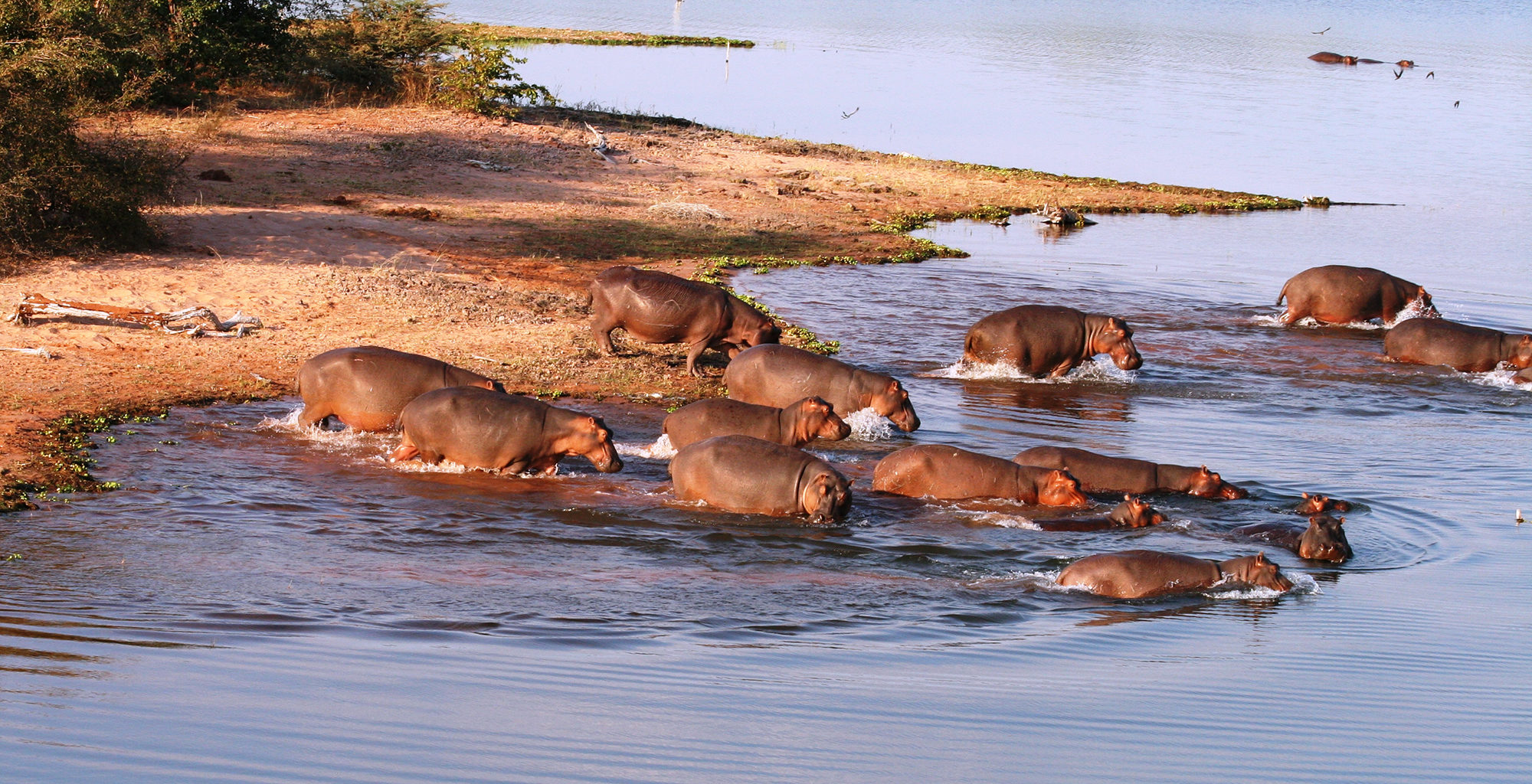 Zimbabwe-Lake-Kariba-Wildlife-Hippo