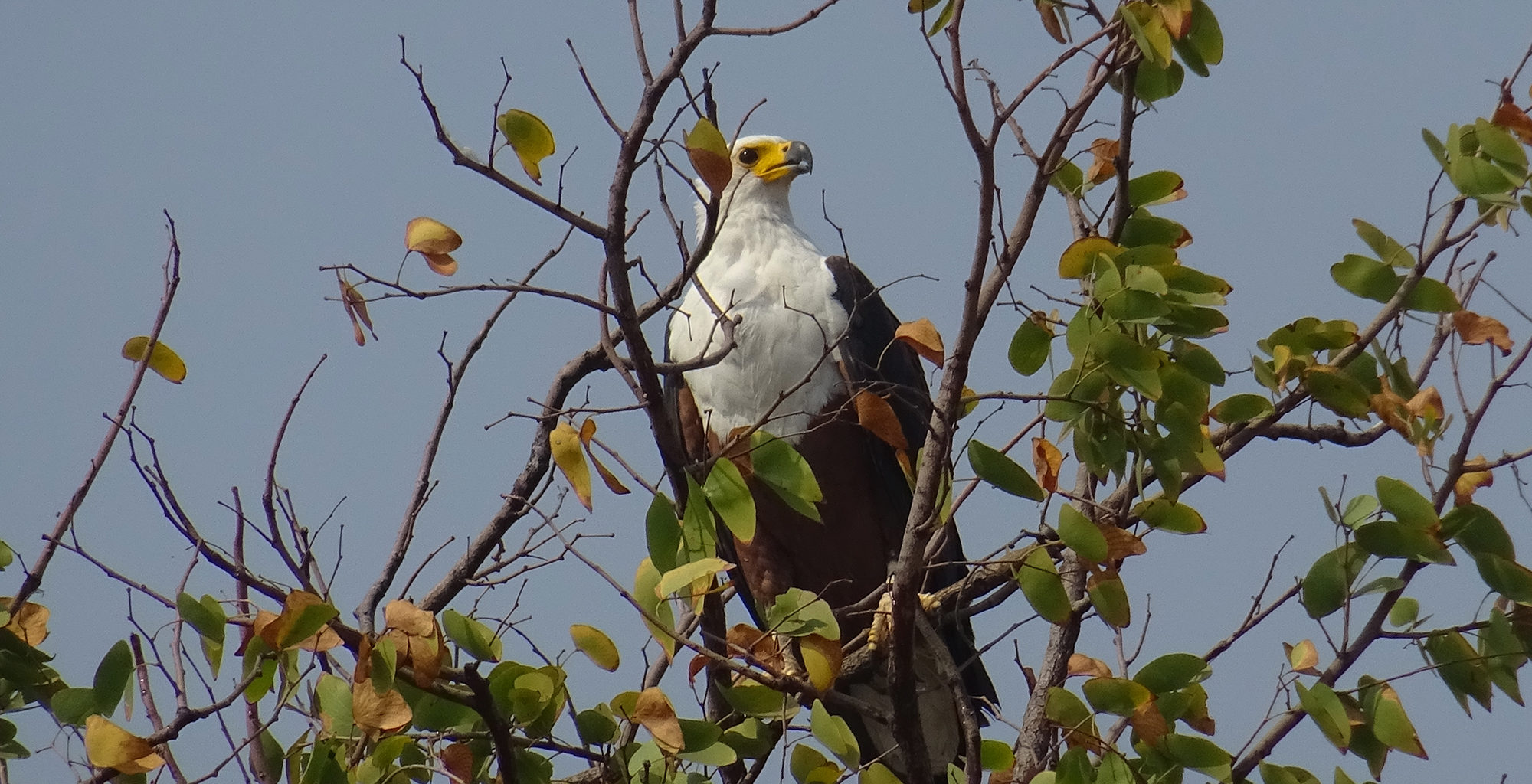 Zimbabwe-Lake-Kariba-Wildlife-Bird