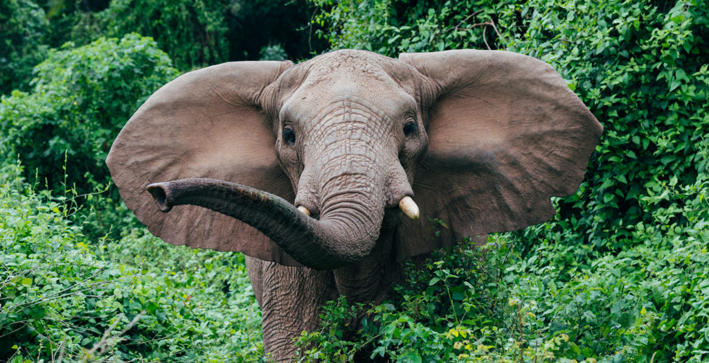 Tanzania-Rubondo-Island-Elephant