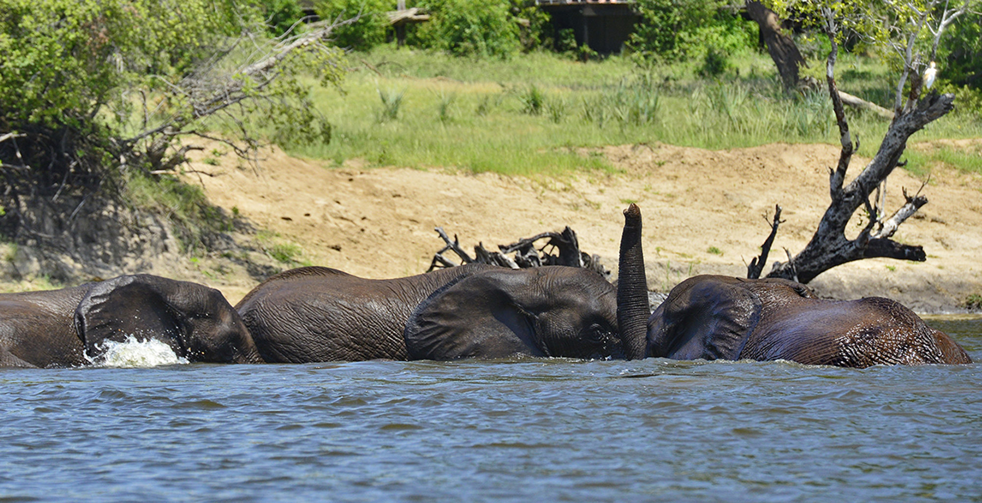 Zimbabwe-Victoria-Falls-Wildlife-Elephant