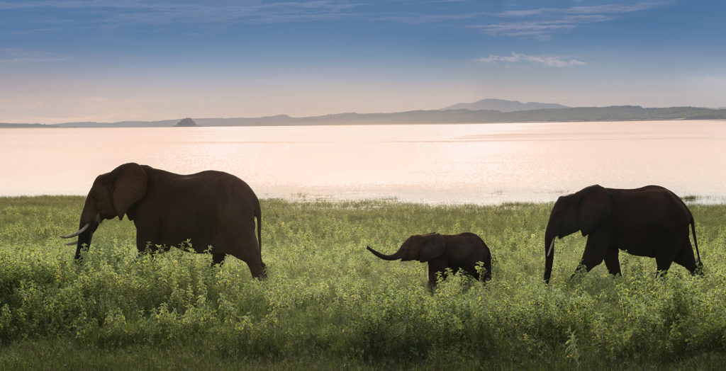 Zimbabwe-Lake-Kariba-Wildlife-Elephants