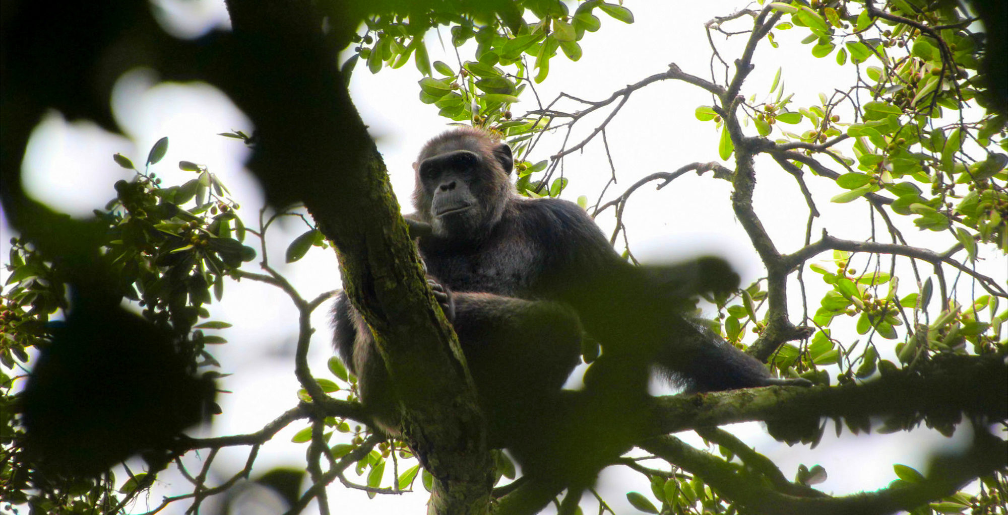 Tanzania-Rubondo-Island-Camp-Wildlife-Chimp