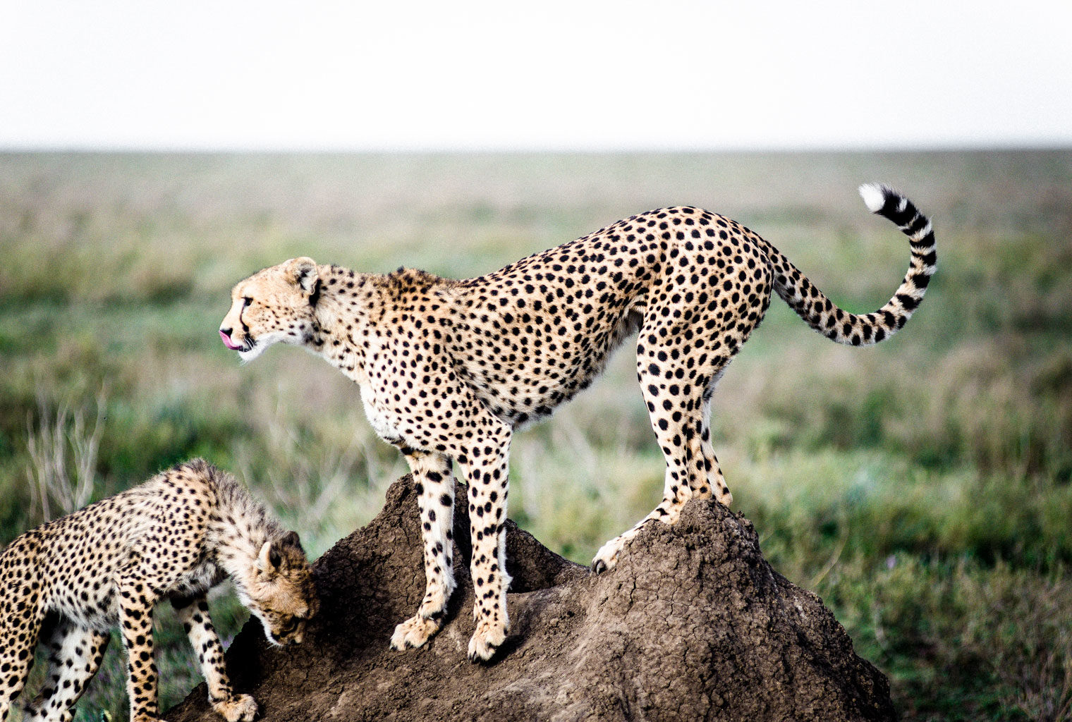 Tanzania-Sanctuary-Kichakani-Wildlife-Leopard