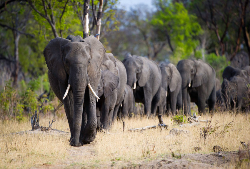 Zimbabwe-Elephants
