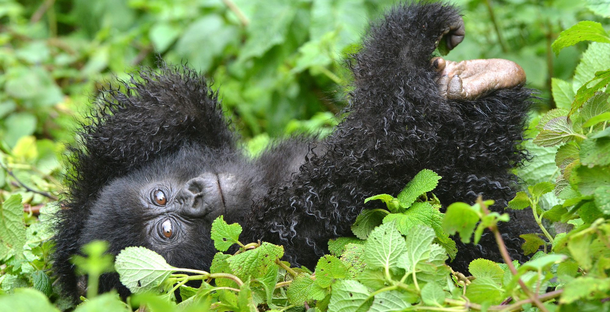 Baby-Gorilla-Uganda