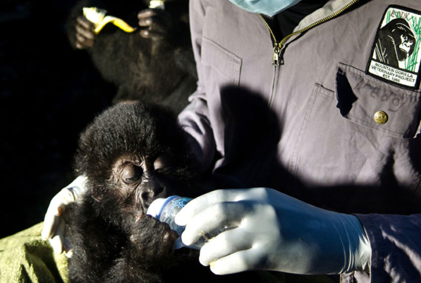 Dr.-Eddy-with-Orphan-Grauers-Gorillas