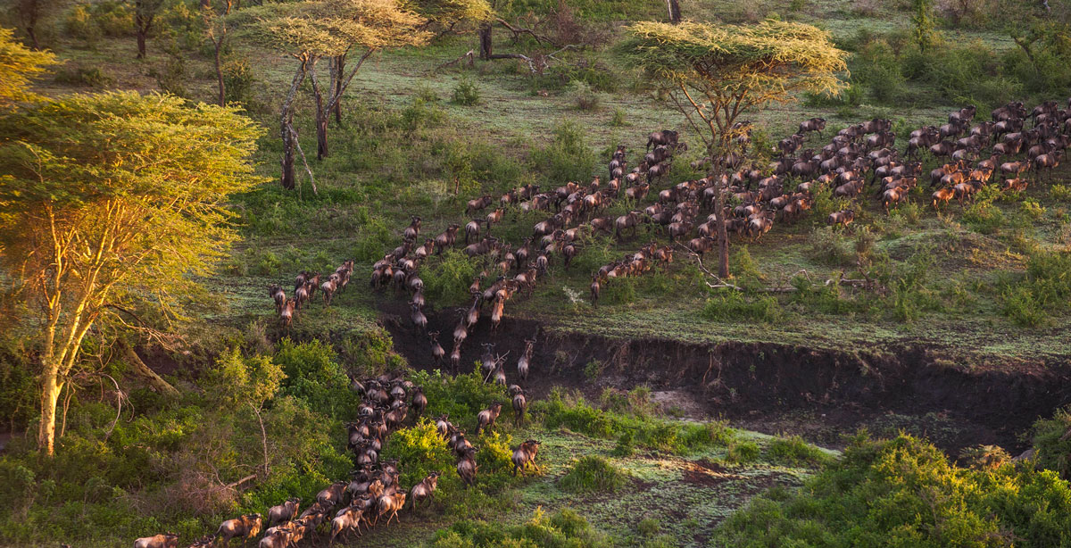 Mwiba-Lodge-Migration-Wildebeest