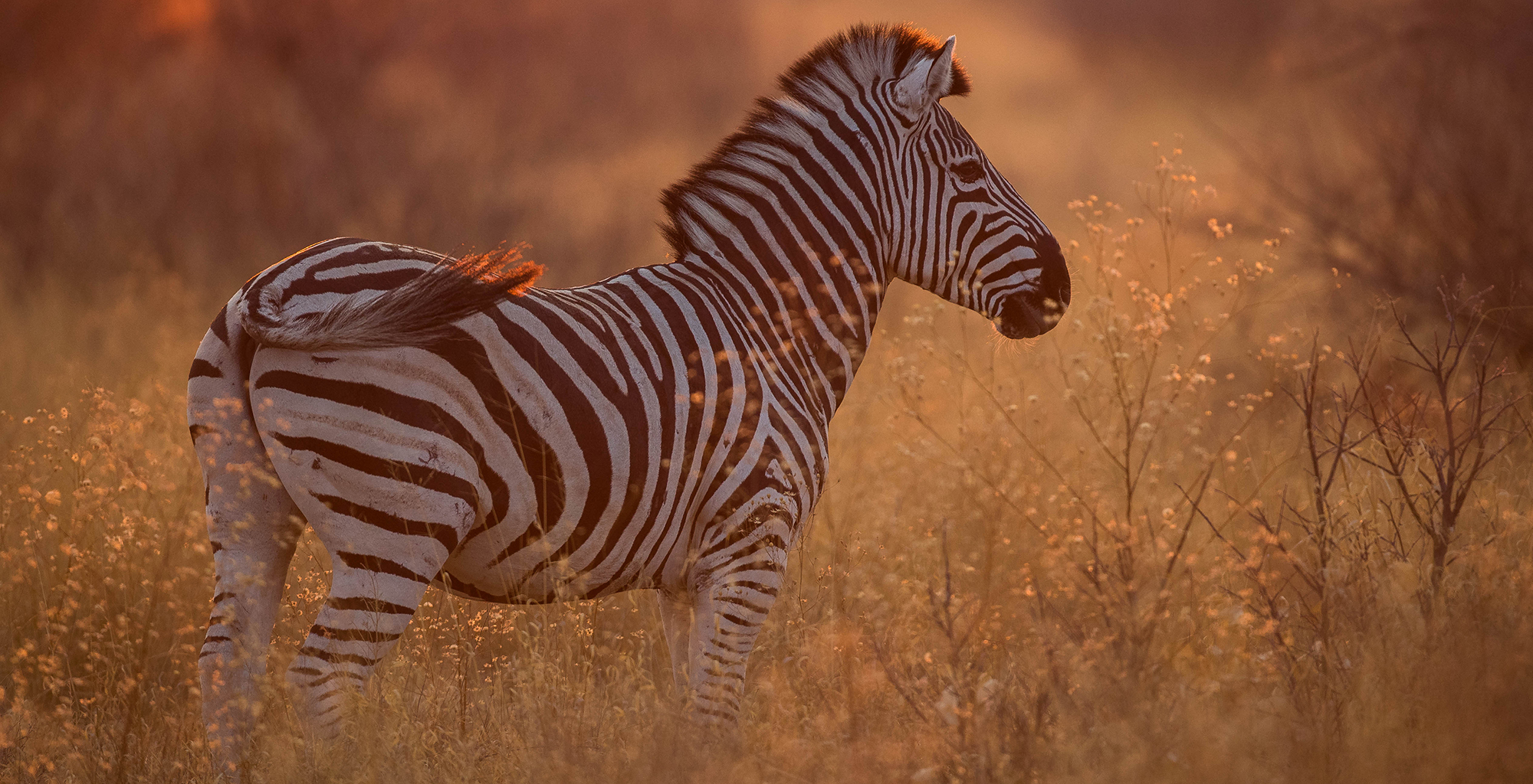 Dinaka-Zebra-Kalahari