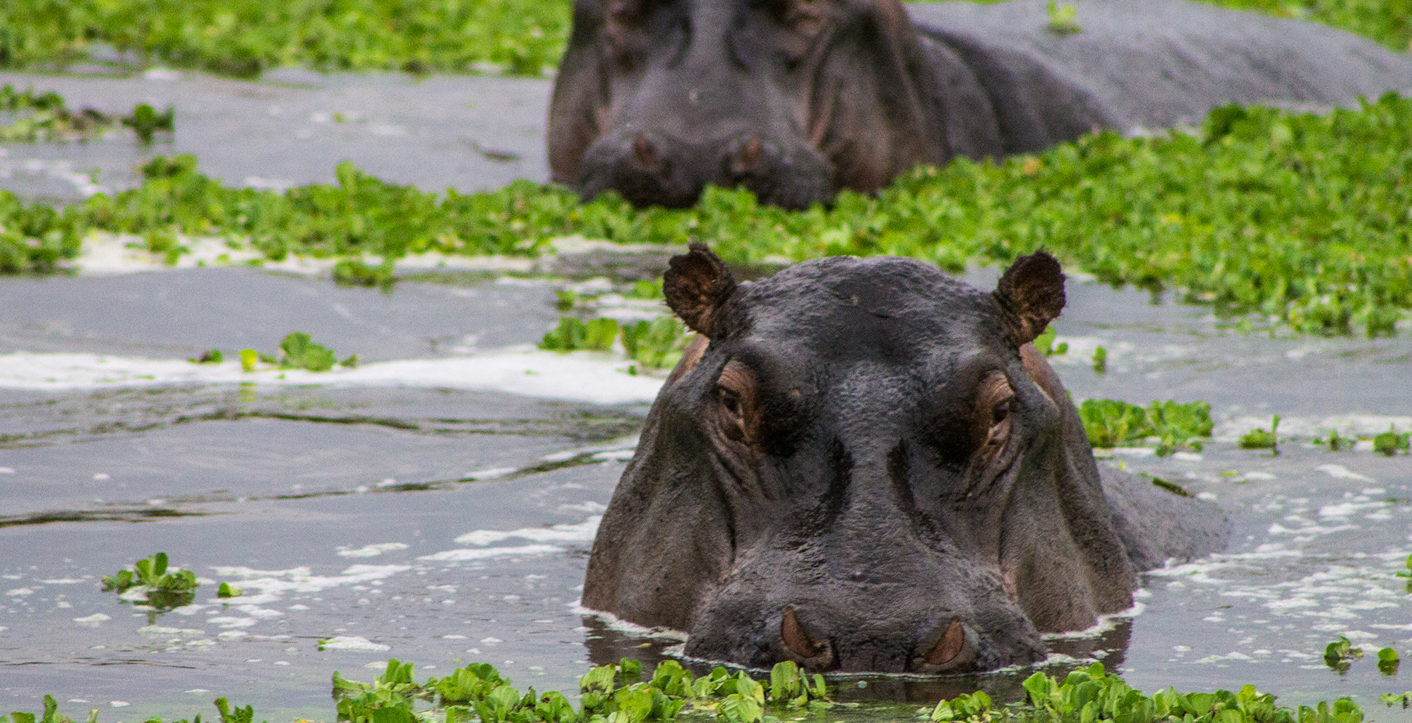 Kenya-Houses-In-The-Wild-Hippo