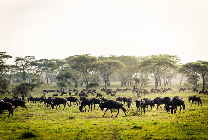 Sanctuary-Kichakani-Camp-Wildebeest