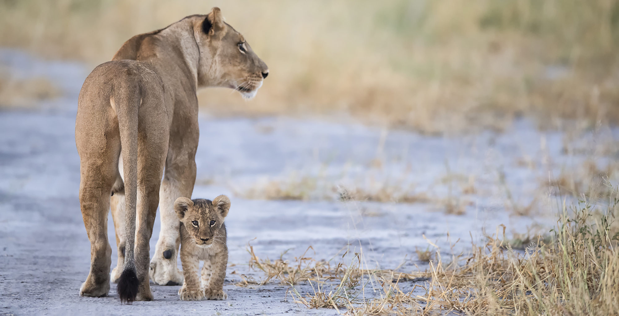 Botswana-Qorokwe-Lion