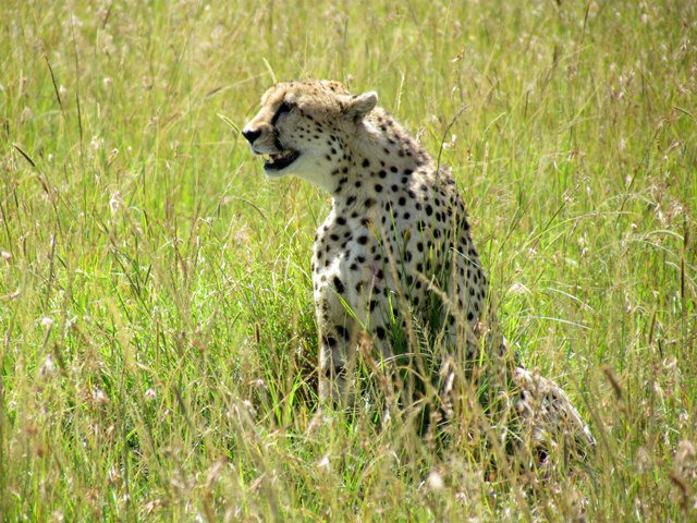 Cheetah Chris Tinkler