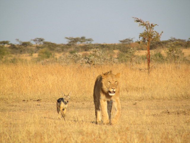 Jackal and Lion