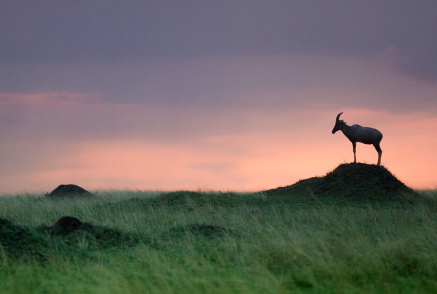 Kenya-Maasai-Mara-Sunset-Wildlife