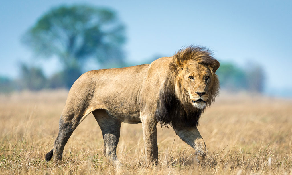 World-Lion-Day-Zambia-Kafue