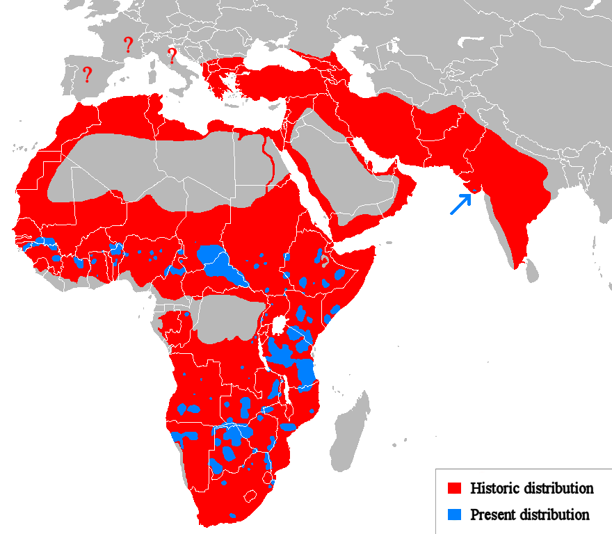 World_Lion_distribution