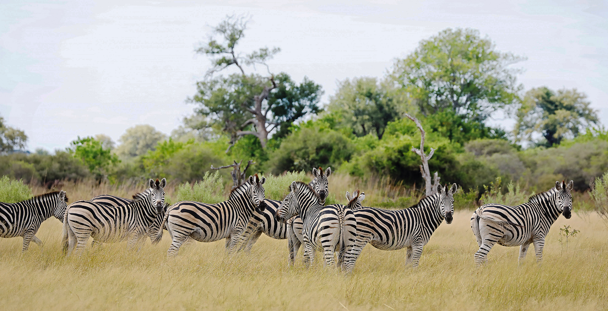 Botswana-Mapula-Lodge-Zebra
