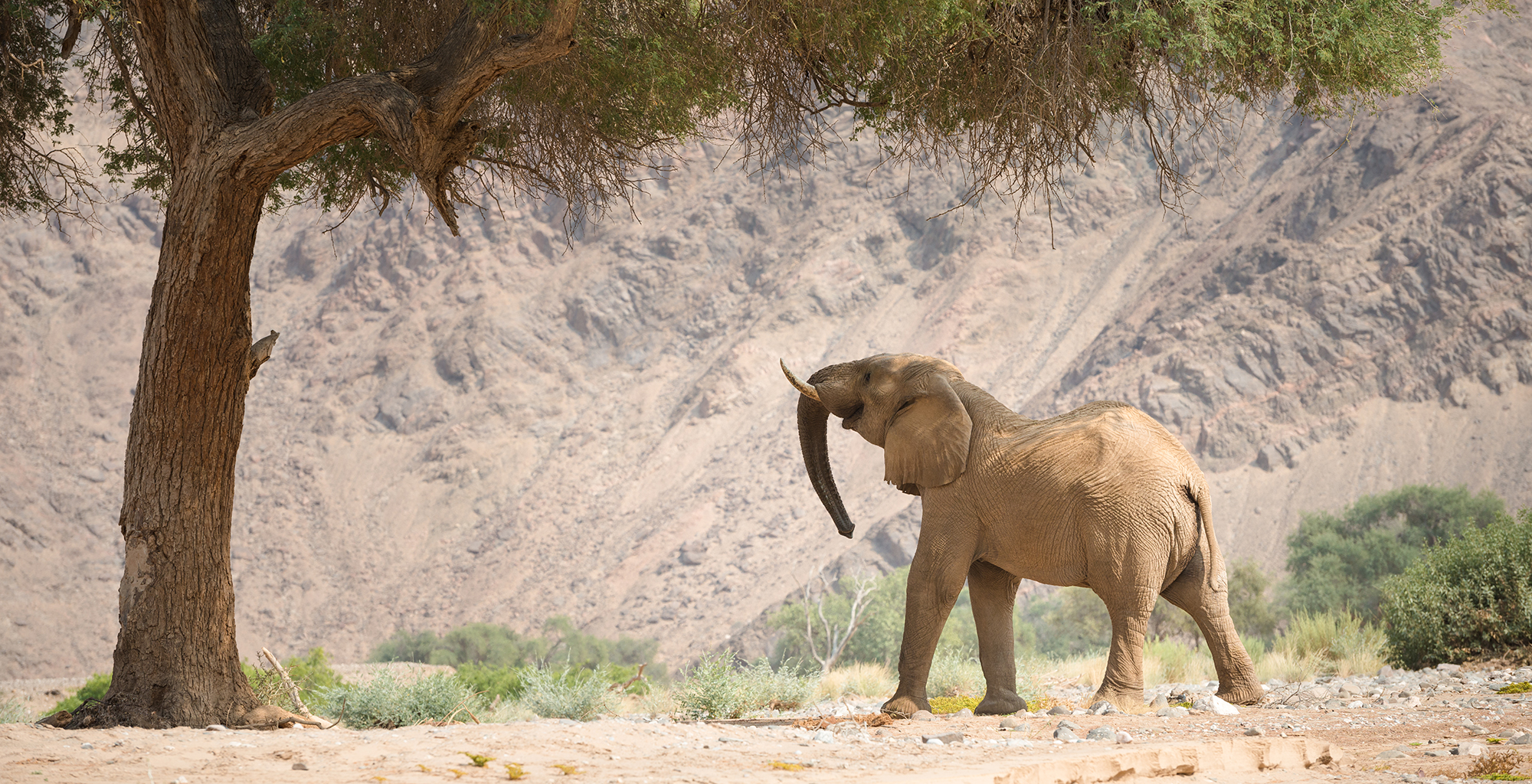 Namibia-Hoanib-Valley-Camp-Elephant