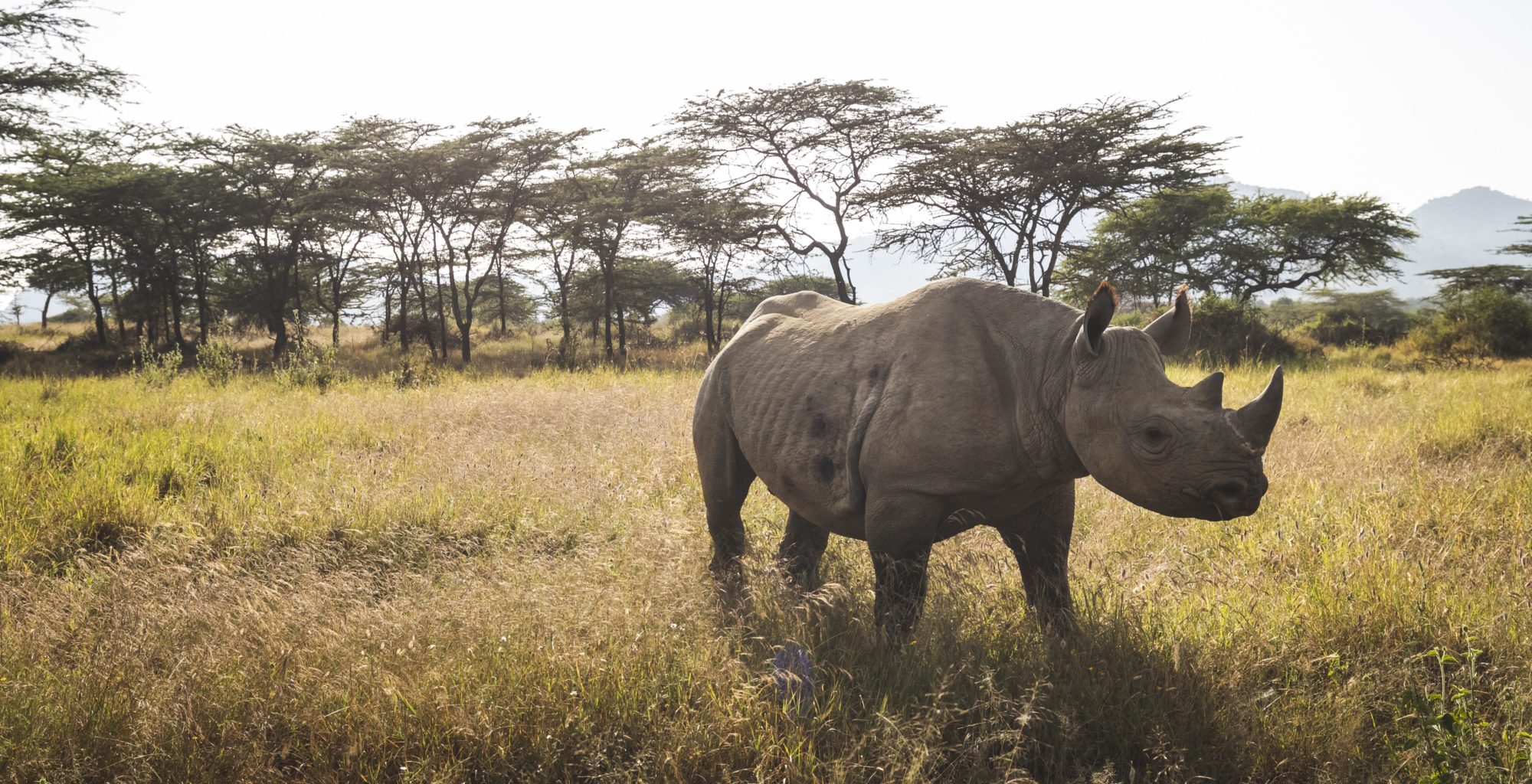 rhinoceros success amazon