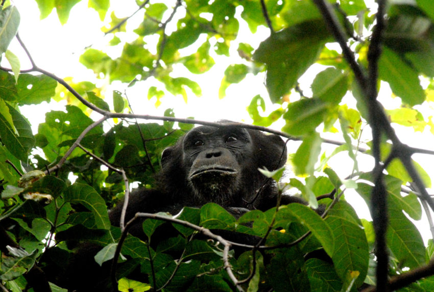 Greystoke-Mahale-chimp-in-tree---Nomad-Tanzania