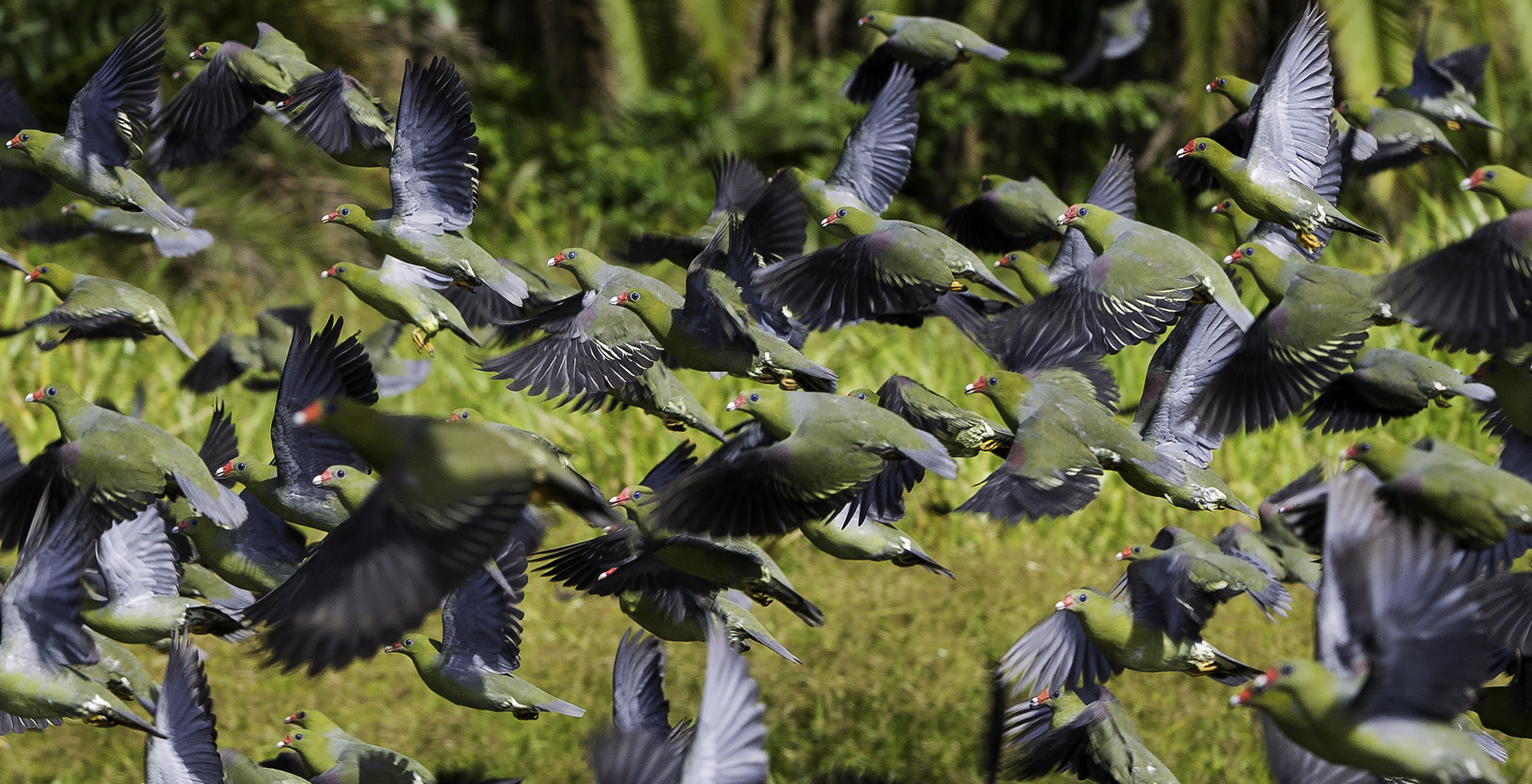 Republic-of-Congo-Wildlife-Green-Pigeon
