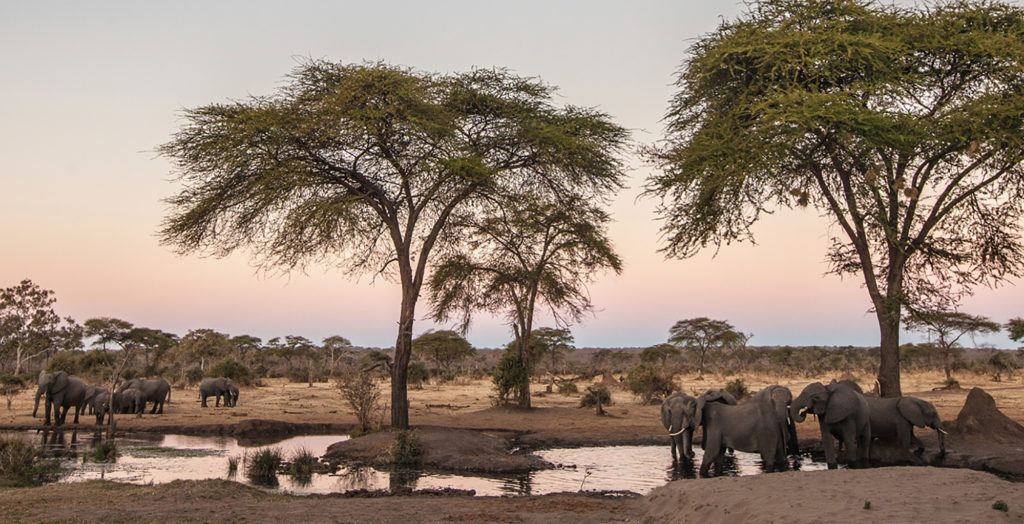 Zimbabwe-andBeyond-Matetsi-River-Lodge-Wildlife-Elephant