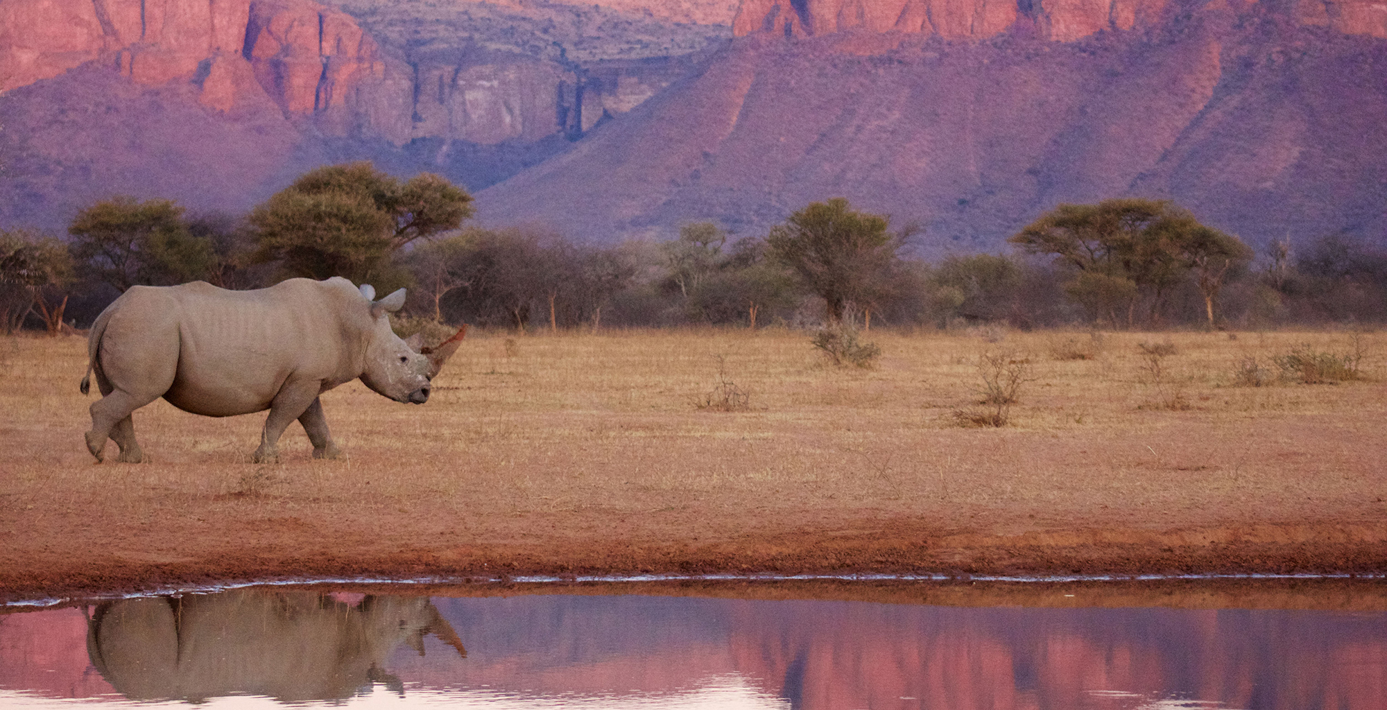 South-Africa-Marataba-Mountain-Lodge-Wildlife-Rhino