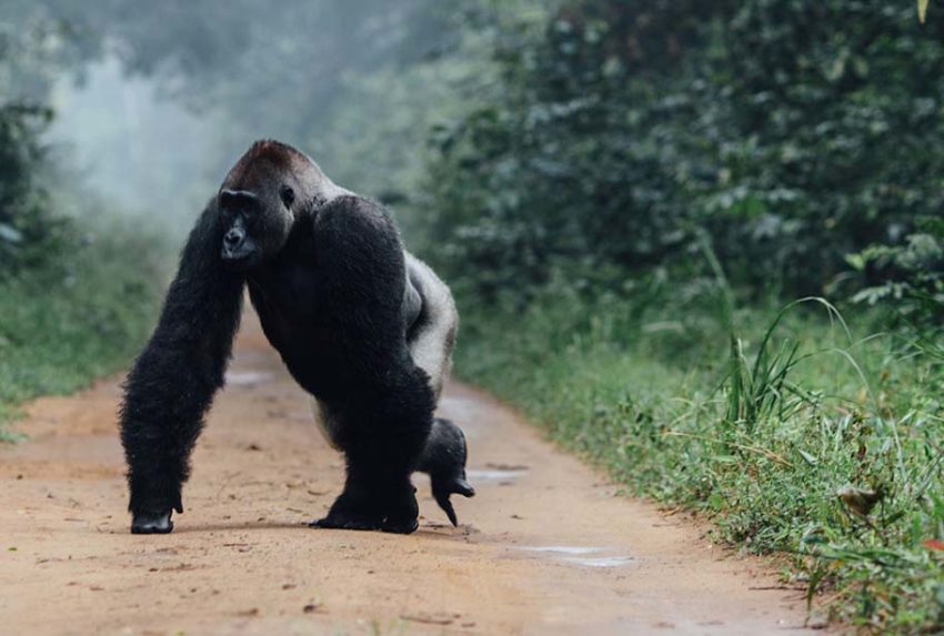 Republic-of-Congo-Wildlife-Gorilla