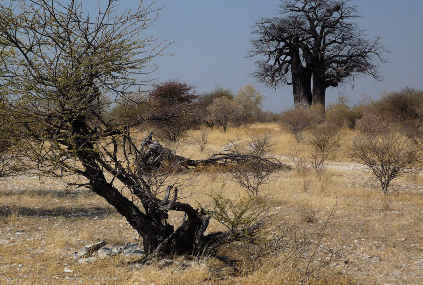 Namibia-Nyae-Nyae-Conservancy