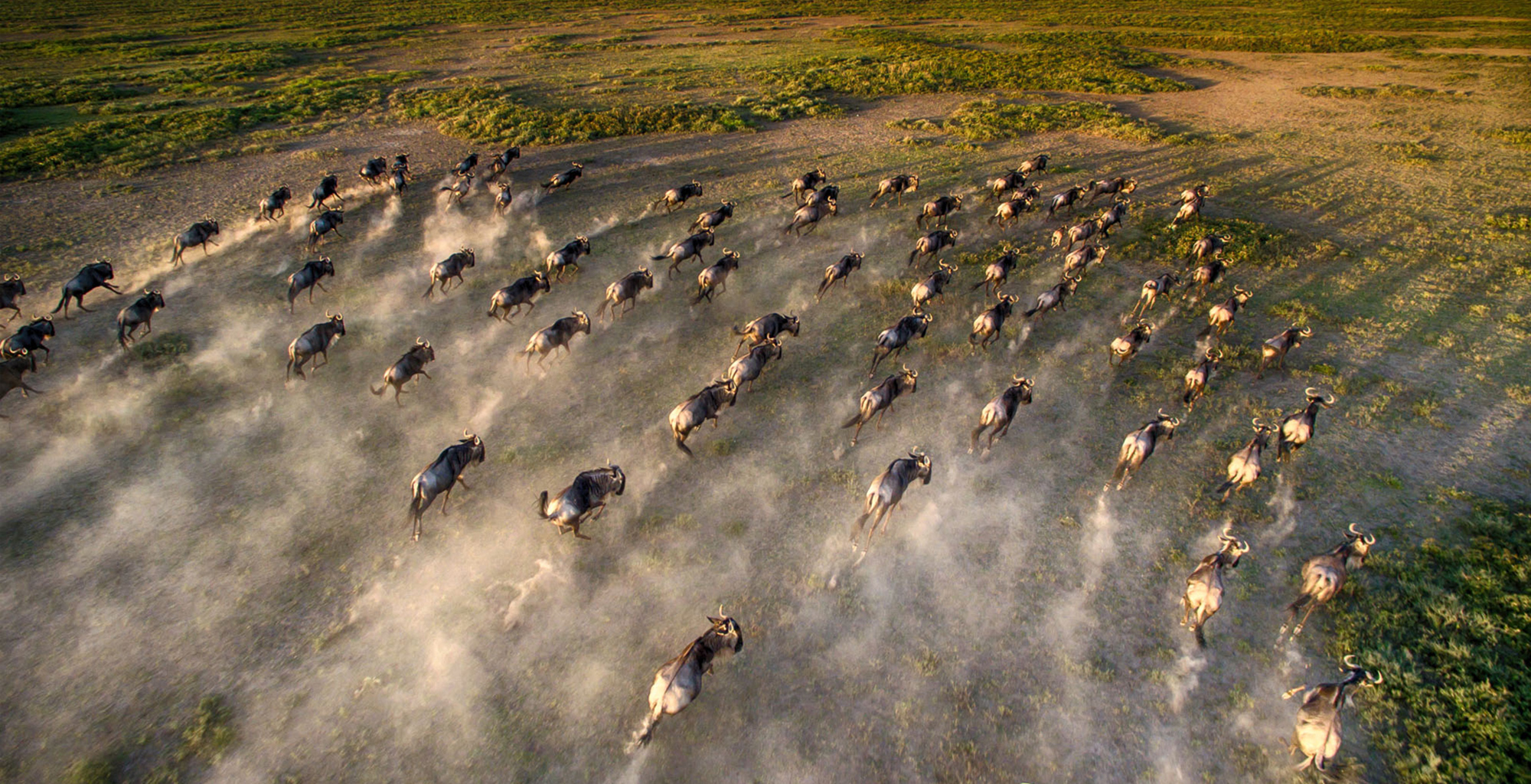 Tanzania-Serengeti-Under-Canvas-Wildlife-Wildebeest-Migration