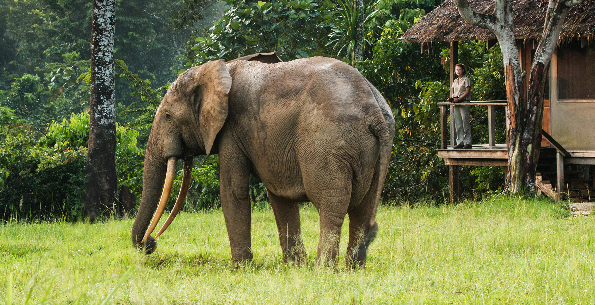 Republic-of-Congo-Mboko-Camp-Elephant