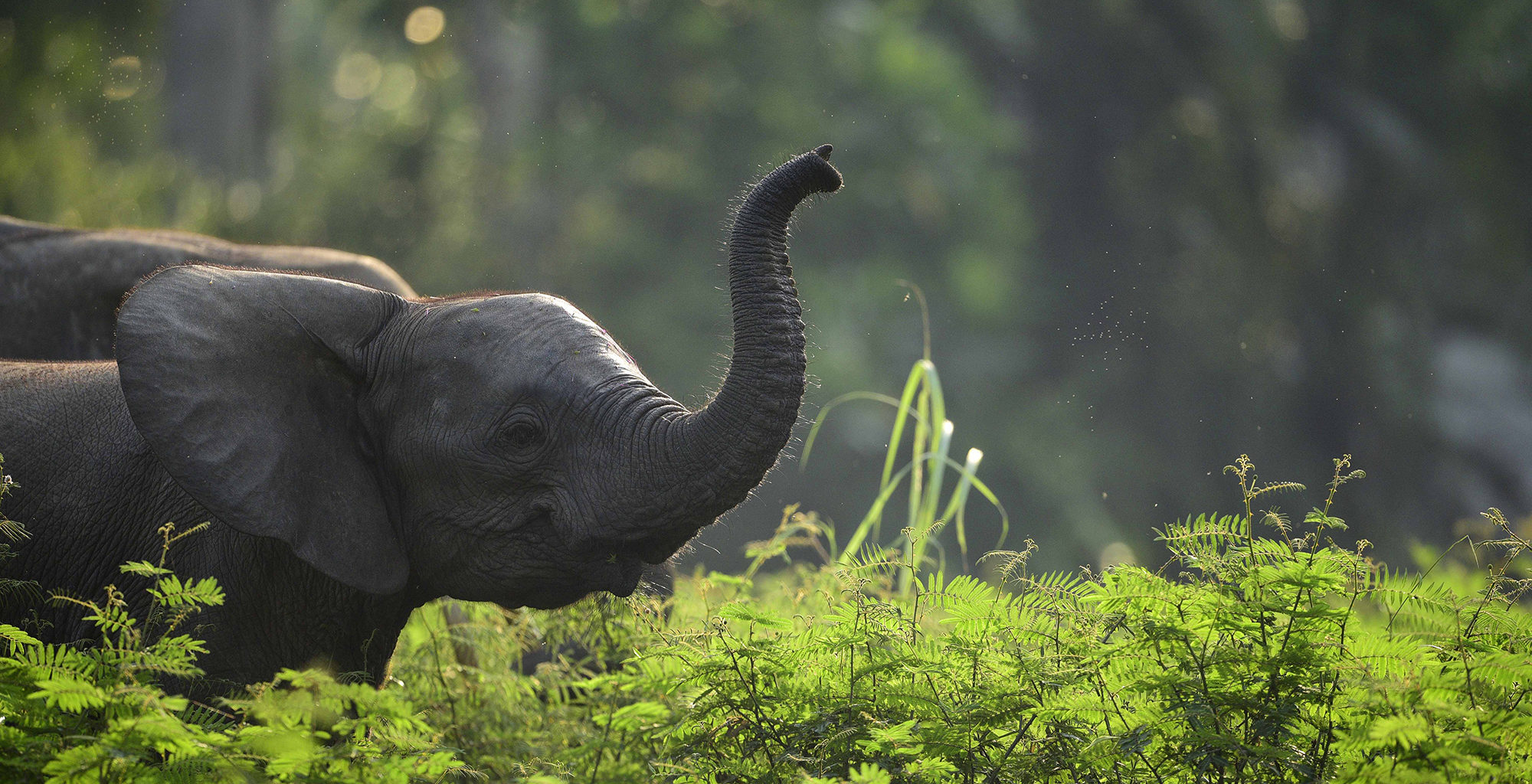 Republic-of-Congo-Odzala-Elephant