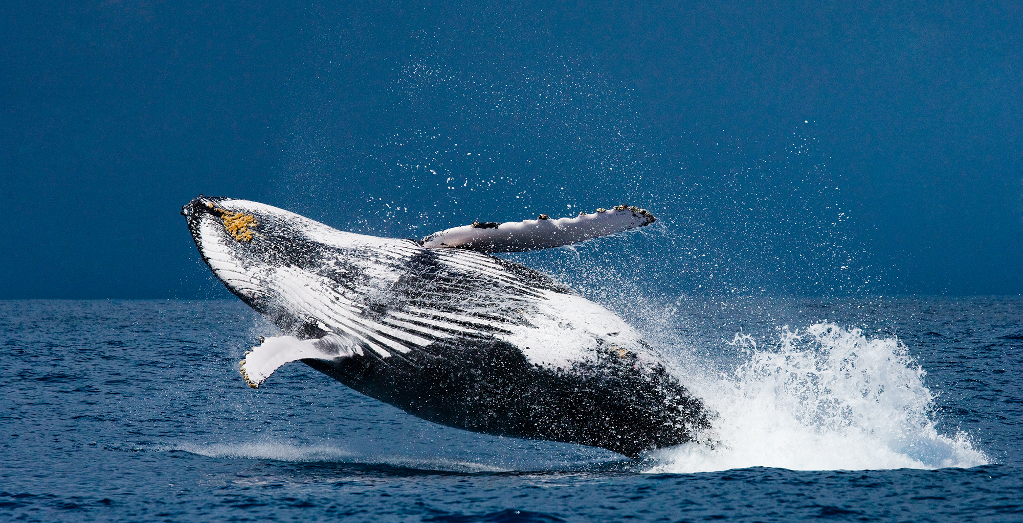Madagascar-Tsara-Komba-Lodge-Whale