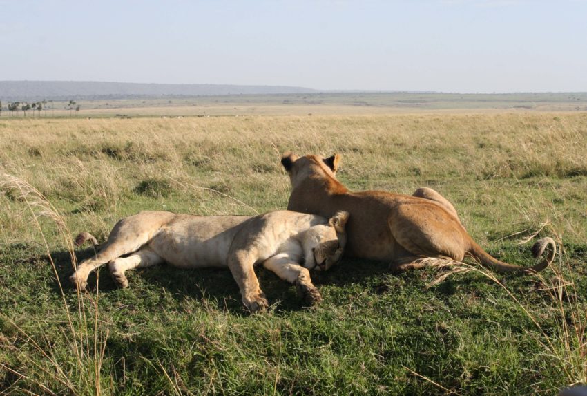 Marsh Pride Lionesses Kenya Maasai Jamie Cross