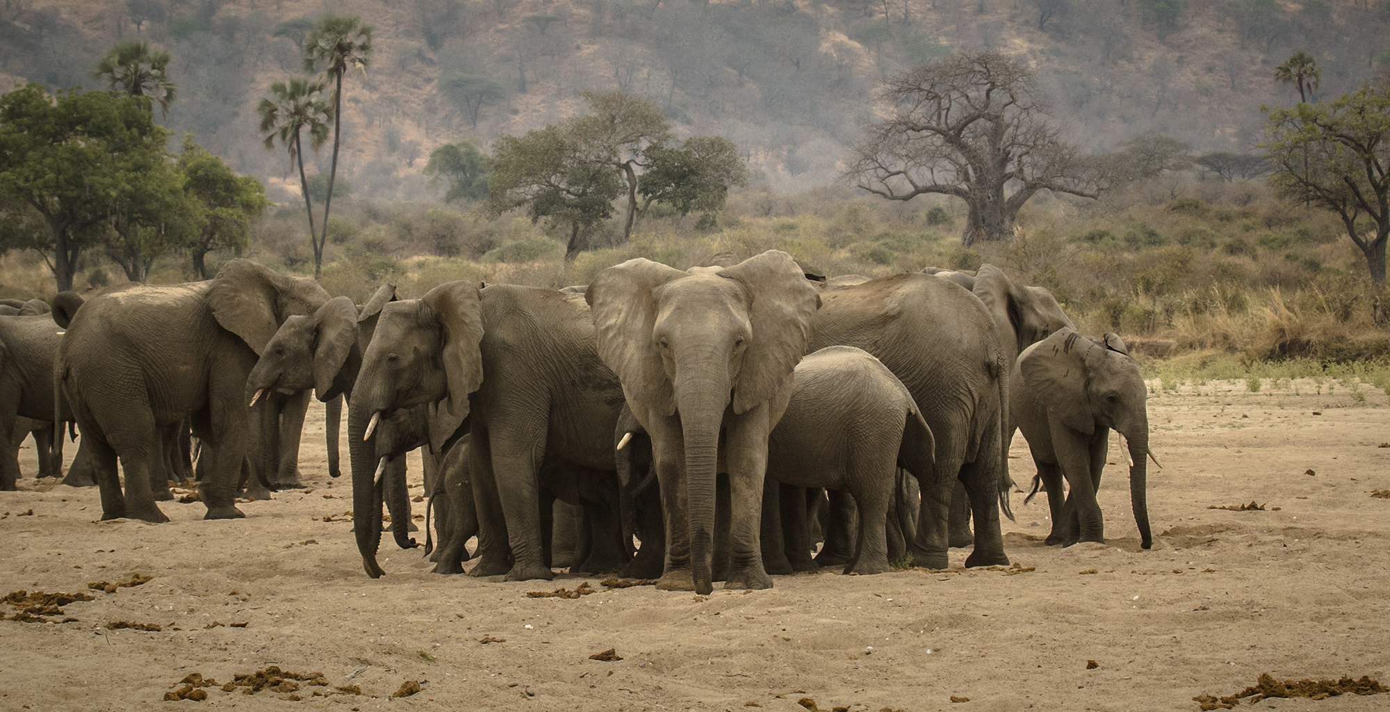 Tanzania-Jabali-Private-House-Wildlife-Elephant