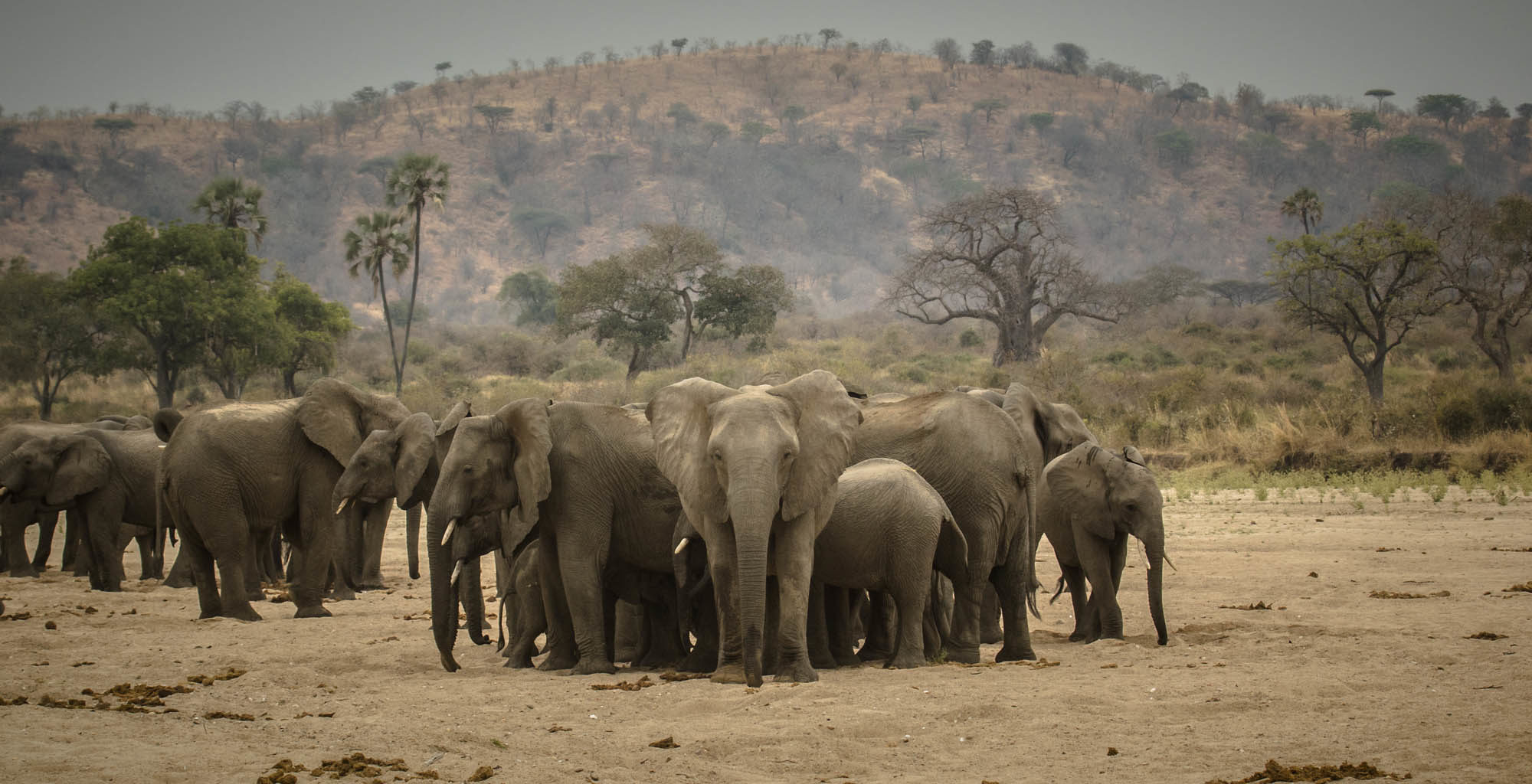 ruaha-national-park-elephant-herd-waterbed-eric-frank-mr