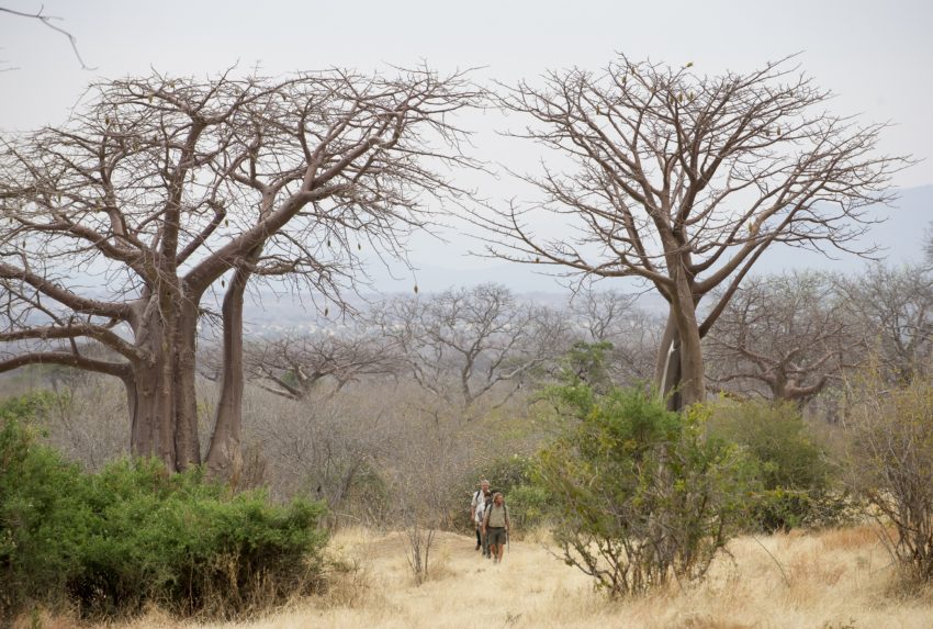 ruaha-national-park-giant-baobabs-paul-joynson-hicks-hr