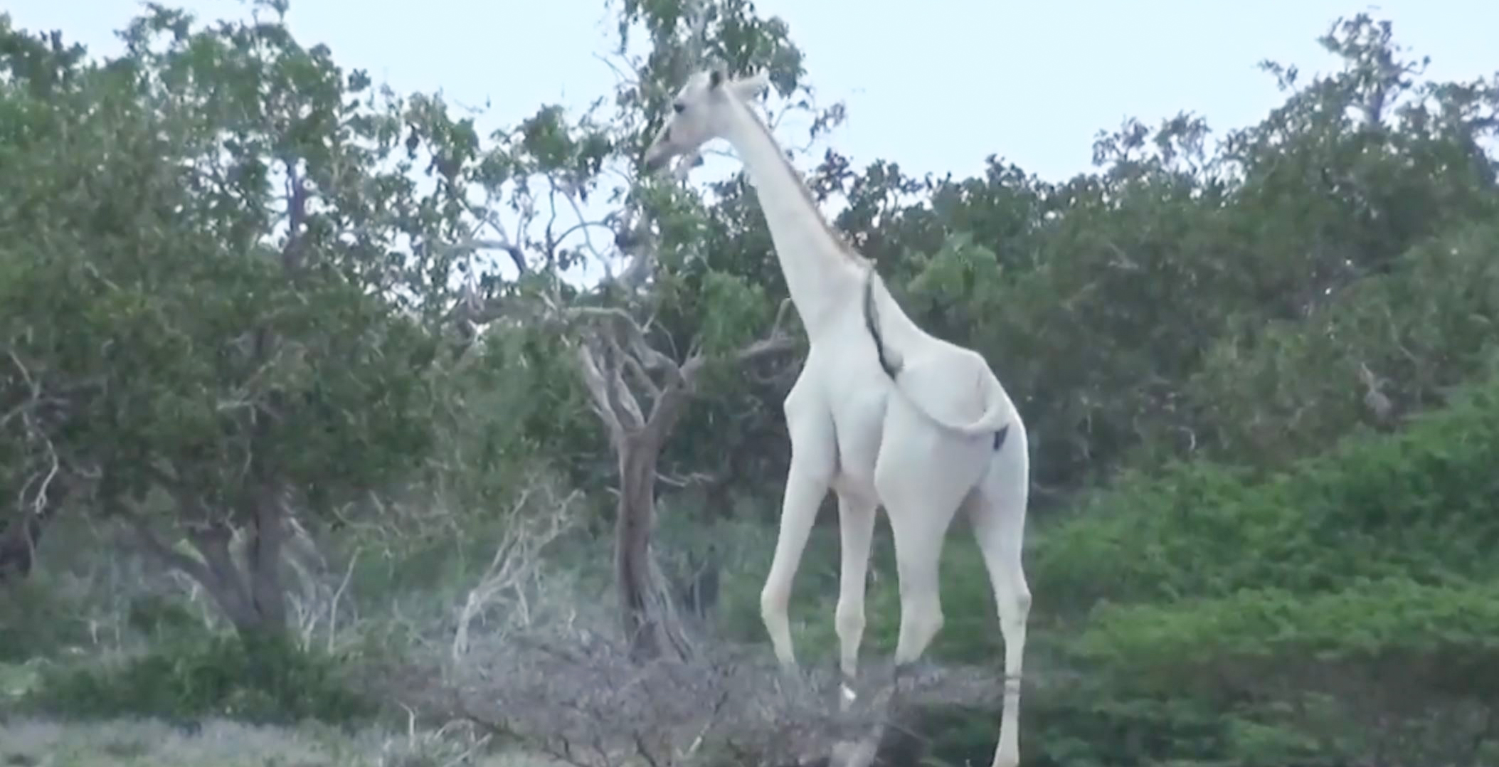 Pregnant Again A Rare White Giraffe Is In Calf For The Second Time 