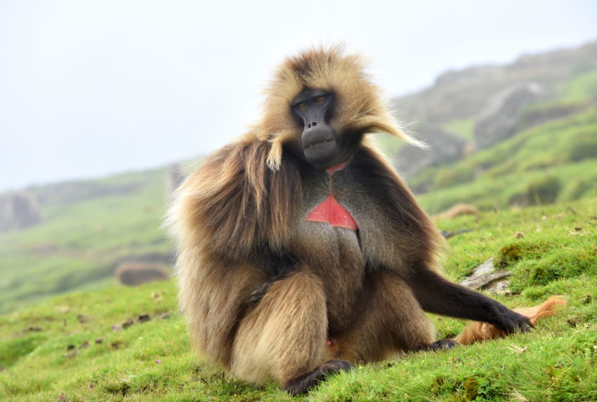 Gelada monkey in simiens