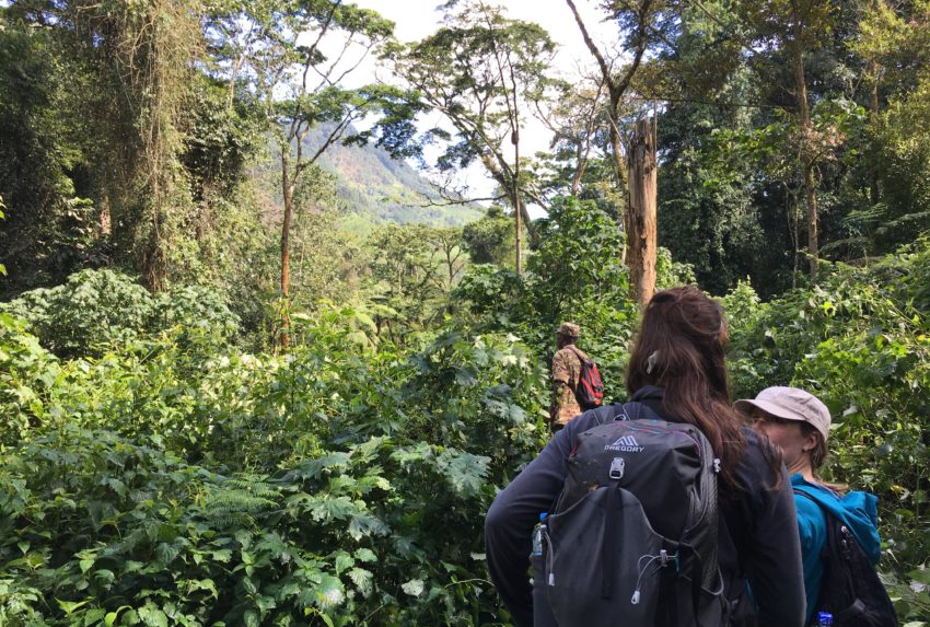 Gorilla Trekking Uganda Fiona Walls