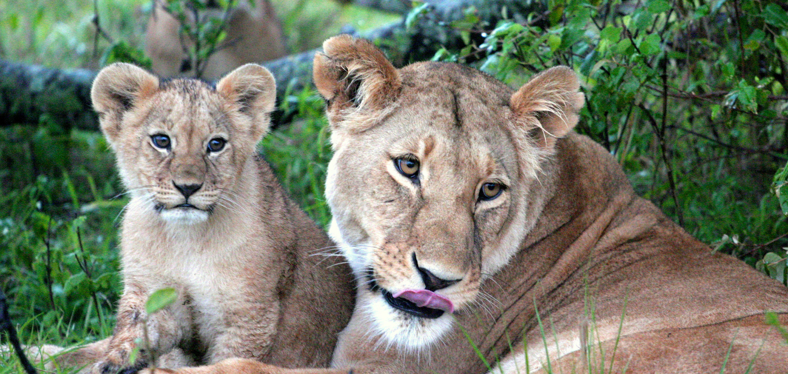 Kenya-Lion-Cub