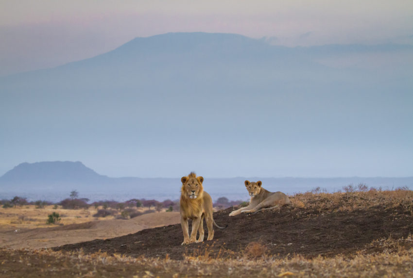 Kenya-Ol-Donyo-Wildlife-Lion