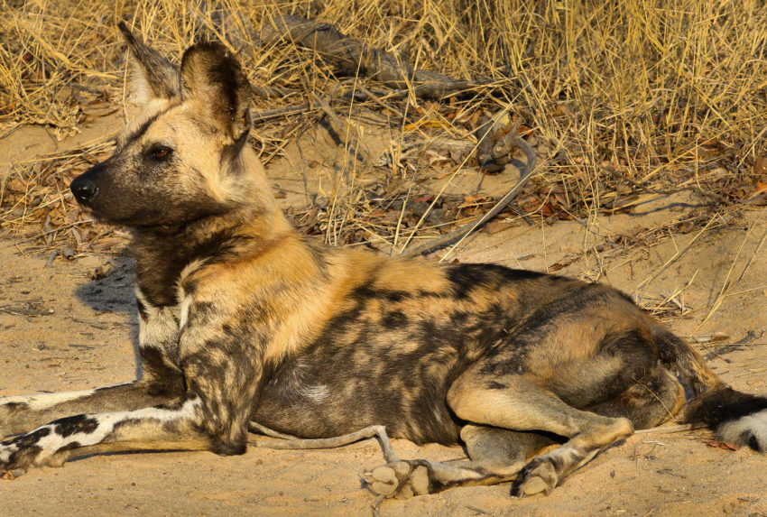 Painted-Wolf-Laying-Down