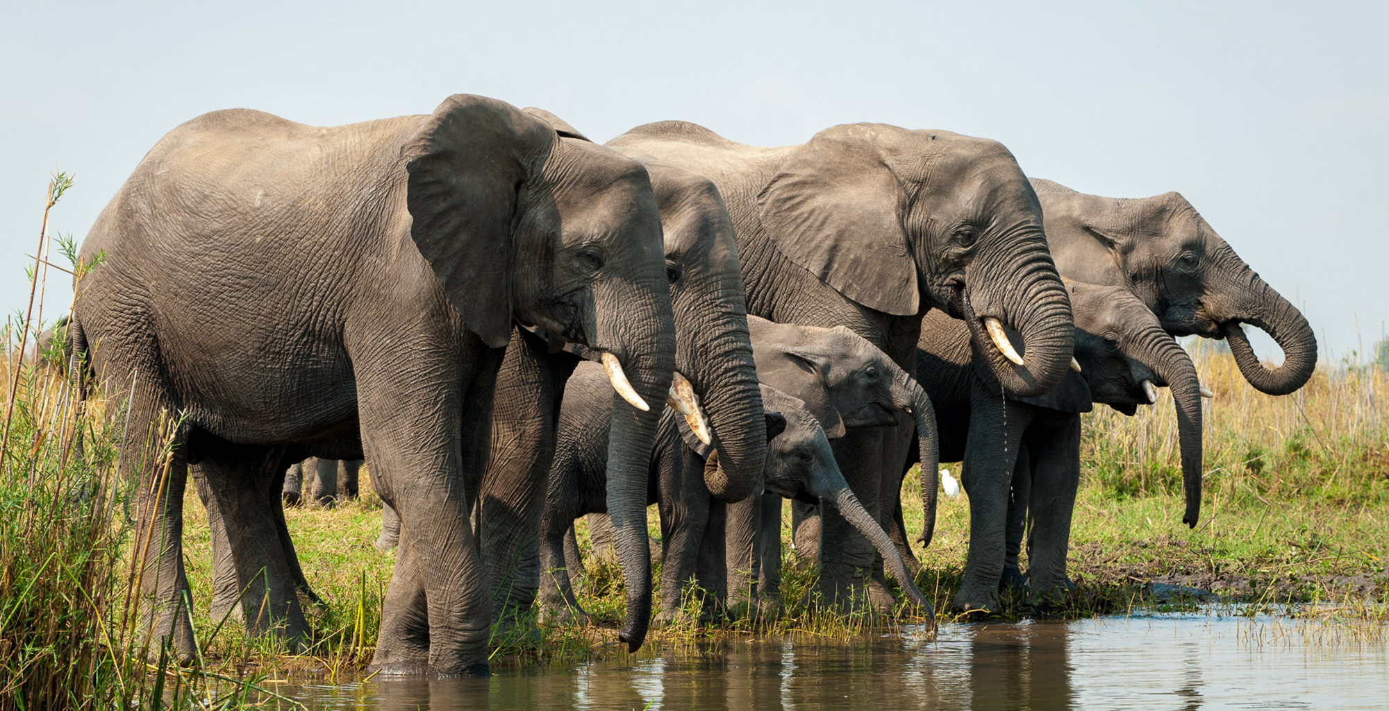 Malawi-Robin-Pope-Kuthengo-Camp-Wildlife-Elephant