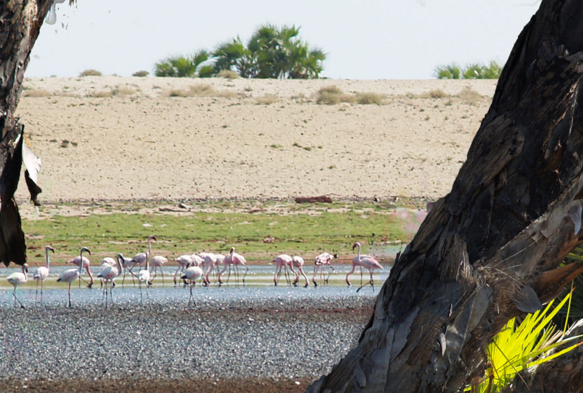 Kenya-Lobolo-Camp-Flamingoes